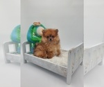 Small Photo #1 Pomeranian Puppy For Sale in GOSHEN, IN, USA
