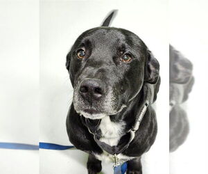 Labrador Retriever-Unknown Mix Dogs for adoption in Temple, TX, USA