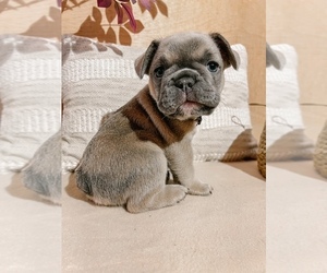 French Bulldog Puppy for sale in REDLANDS, CA, USA