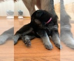 Small Photo #6 German Shepherd Dog Puppy For Sale in MCDONOUGH, GA, USA