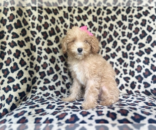 Medium Photo #2 Cavapoo Puppy For Sale in LAKELAND, FL, USA
