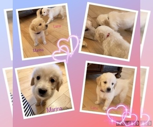 Golden Retriever Puppy for sale in HARRISONBURG, VA, USA