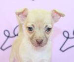 Small Photo #16 Chihuahua Puppy For Sale in LAS VEGAS, NV, USA