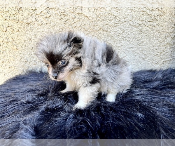 Medium Photo #87 Pomeranian Puppy For Sale in HAYWARD, CA, USA