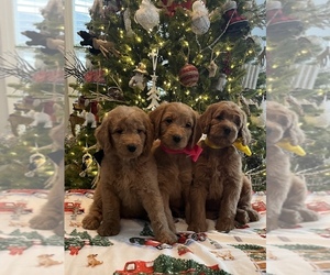 Goldendoodle-Poodle (Standard) Mix Puppy for Sale in DOTHAN, Alabama USA