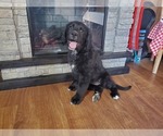 Puppy Joy Golden Mountain Dog