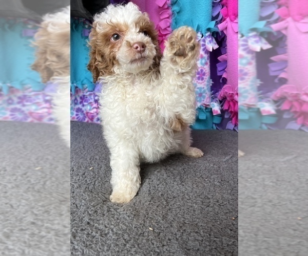 Medium Photo #1 Poodle (Miniature) Puppy For Sale in FREDERICK, MD, USA