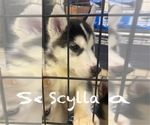 Puppy Scylla Siberian Husky