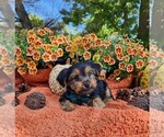 Small #2 Yorkshire Terrier