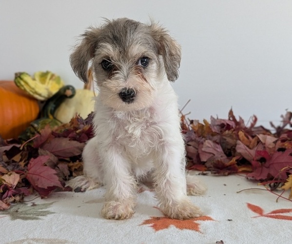 Medium Photo #4 Schnoodle (Miniature) Puppy For Sale in GOSHEN, IN, USA