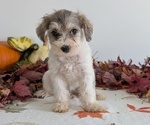 Small Photo #31 Schnoodle (Miniature) Puppy For Sale in GOSHEN, IN, USA