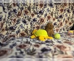 Small #2 Poodle (Miniature)