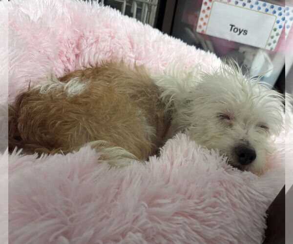 Medium Photo #4 Maltese-Unknown Mix Puppy For Sale in Brooklyn Center, MN, USA