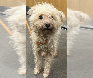 Poodle (Miniature)-Unknown Mix Dogs for adoption in Forestville, MD, USA