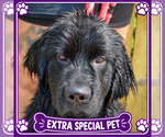 Tank - Male Mutt Dog for Adoption - Small photo