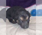 Small Photo #4 German Shepherd Dog Puppy For Sale in BLANCHESTER, OH, USA