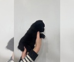 Small #1 French Bulldog