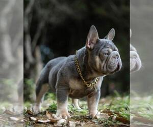 Father of the French Bulldog puppies born on 09/24/2023