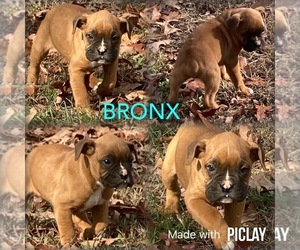 Boxer Puppy for Sale in SHELL KNOB, Missouri USA