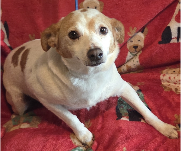 Medium Photo #3 Jack Russell Terrier-Unknown Mix Puppy For Sale in Decatur, GA, USA
