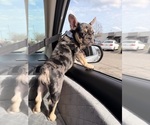 Small #3 French Bulldog
