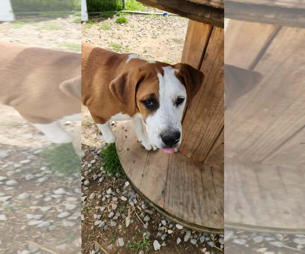 Medium Photo #15 Mutt Puppy For Sale in Tracy City, TN, USA