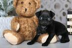Small Photo #2 Pug Puppy For Sale in MOUNT VERNON, OH, USA