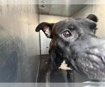 Small American Staffordshire Terrier
