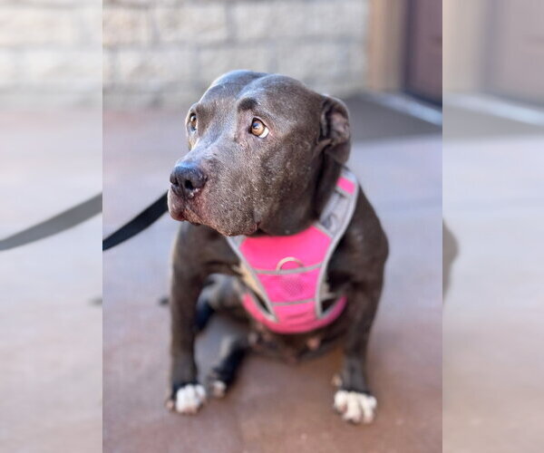 Medium Photo #24 American Staffordshire Terrier-Unknown Mix Puppy For Sale in Lake Forest, CA, USA