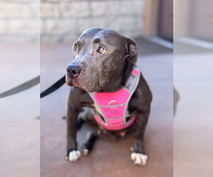 Bunny - Adopt Me! - Female American Staffordshire Terrier-Unknown Mix Dog for Adoption - Photo #24