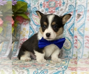 Pembroke Welsh Corgi Puppy for sale in LANCASTER, PA, USA