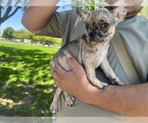 French Bulldog Puppy for sale in SAN FRANCISCO, CA, USA