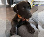 Small #1 Labrador Retriever Mix