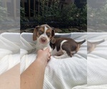 Puppy Daisy Beagle