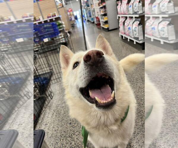 Medium Photo #5 Siberian Husky Puppy For Sale in Cedar Crest, NM, USA