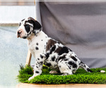 Small #5 Great Dane