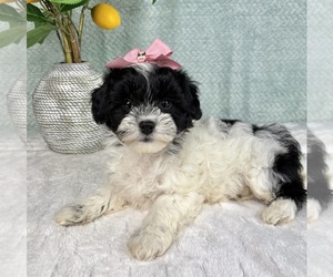 ShihPoo Puppy for sale in FRANKLIN, IN, USA