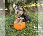 Small #2 Yorkshire Terrier