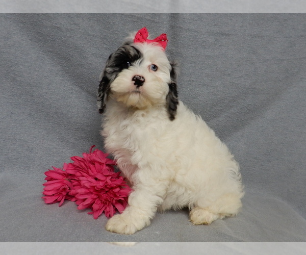 Medium Photo #3 Cockapoo (Miniature) Puppy For Sale in WOOSTER, OH, USA