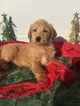 Small Photo #1 Labradoodle Puppy For Sale in LEO, IN, USA