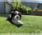 Small Photo #5 Cavalier King Charles Spaniel Puppy For Sale in SANTA ROSA, CA, USA
