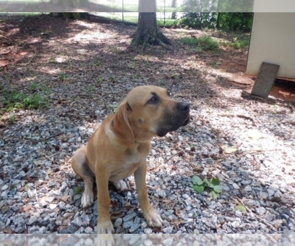 Medium Photo #1 Spanish Bulldog (Alano Español) Puppy For Sale in WOODRUFF, SC, USA
