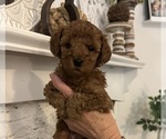Puppy Millie Goldendoodle (Miniature)