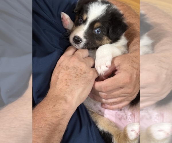 Medium Photo #20 Australian Shepherd Puppy For Sale in GREER, SC, USA