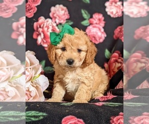 Cavapoo Puppy for sale in RED LION, PA, USA