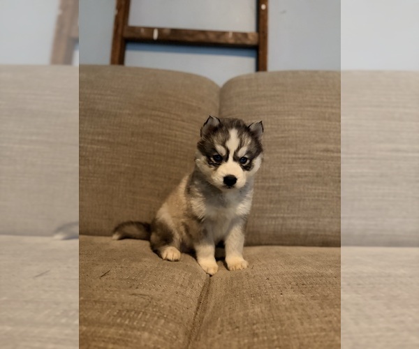 Medium Photo #1 Siberian Husky Puppy For Sale in ALTON, IL, USA