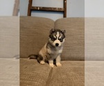 Puppy McDonalds Siberian Husky