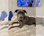 Small #3 American Staffordshire Terrier-Labrador Retriever Mix