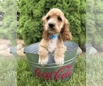 Small #3 Cocker Spaniel
