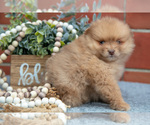 Small Photo #10 Pomeranian Puppy For Sale in DECATUR, IN, USA